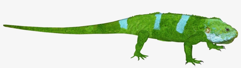Fiji Banded Iguana F7 - Iguana, transparent png download
