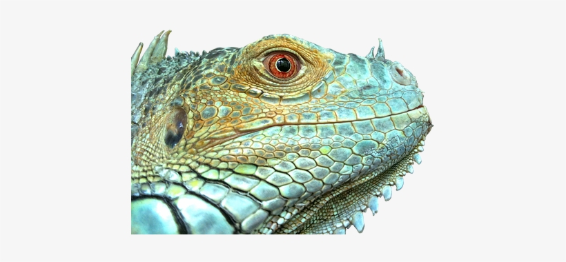 Iguana, Reptile, Lizard, Green, Blue - Iguana Scale, transparent png download