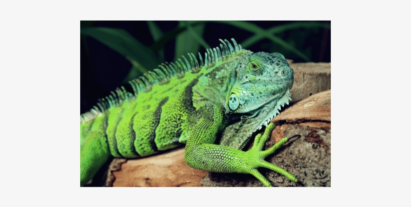 Iguana Iguana - Green Lizard With Spikes, transparent png download