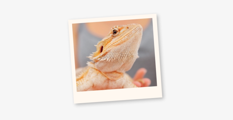 Learn More About Reptiles - Гущери За Домашни Любимци, transparent png download