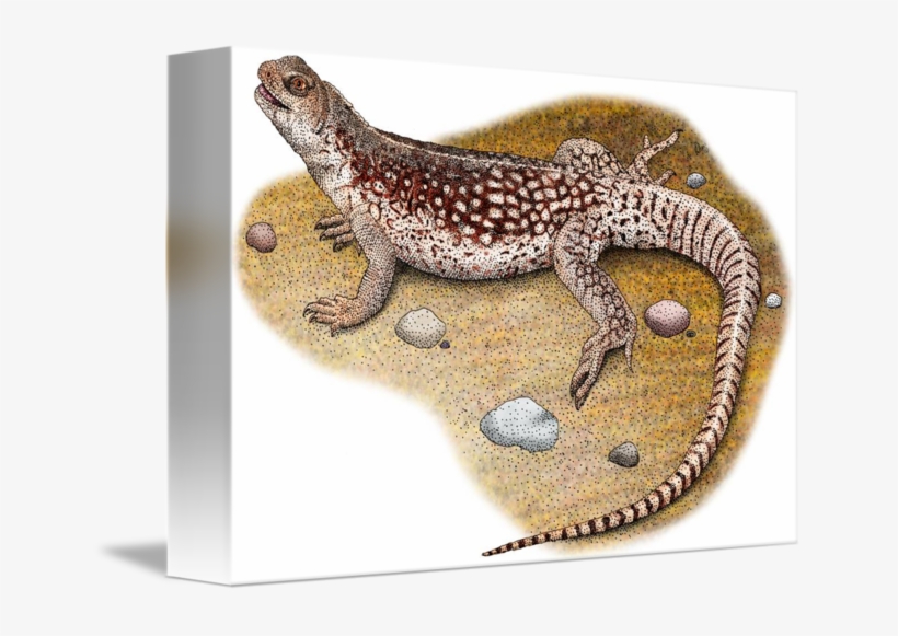 Desert Iguana By Roger Hall Vector Royalty Free Library - Desert Iguana, transparent png download