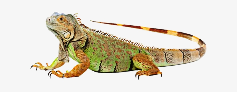 Freetoedit Iguana Lizard Reptile - 18 24 Inch Iguana, transparent png download