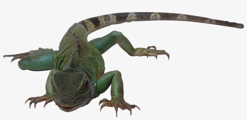 Lizard Png - Cold Blooded Creature With Scales Lays Eggs, transparent png download