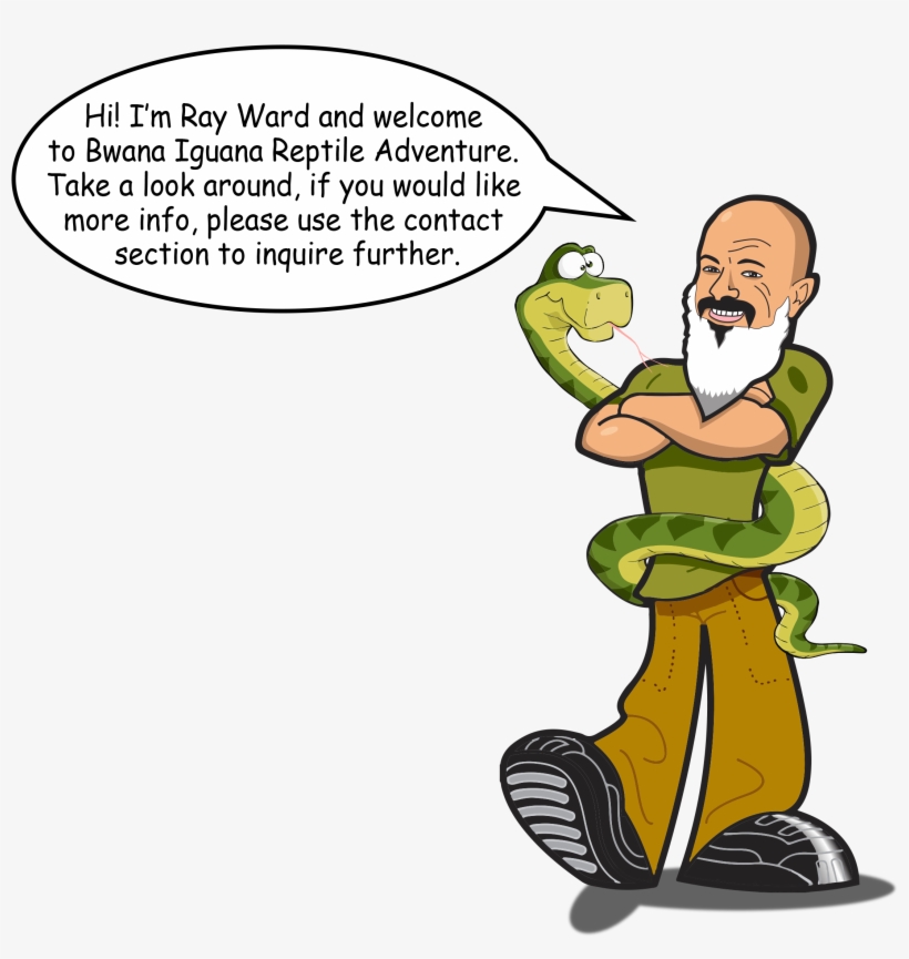 Copyright © 2018 Bwana Iguana Reptile Adventure - Common Iguanas, transparent png download