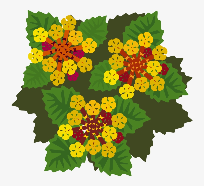 West Indian Lantana Flowering Plant Plants Petal - Lantana Flower Illustration, transparent png download