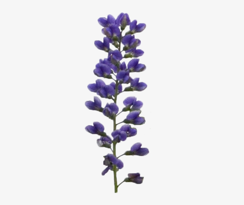 Baptisia Blueberry Sundae Flower - Purple Plant Png, transparent png download
