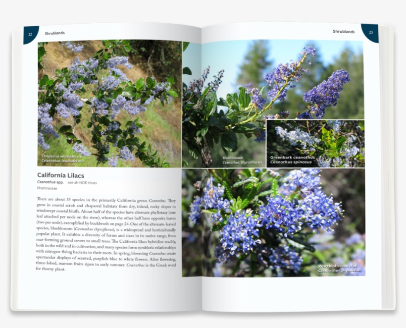 Ca-lilac - Portable Network Graphics, transparent png download