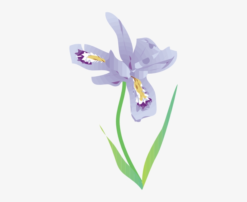 Free Vector Dwarf Lake Iris Clip Art Graphic Available - Dwarf Lake Iris Drawing, transparent png download