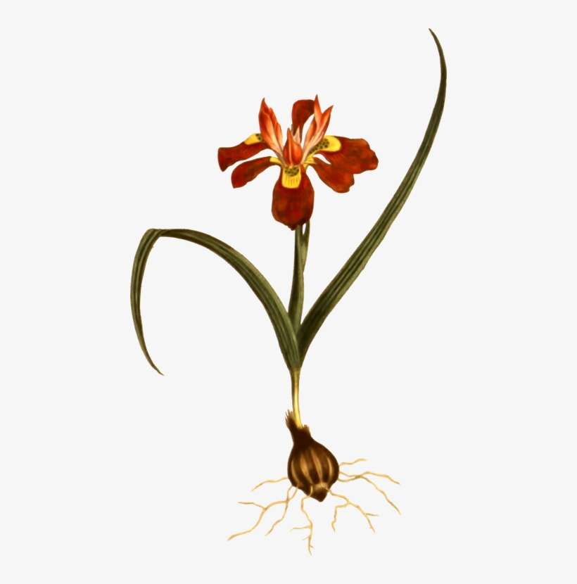 Jersey Lily Belladonna Plant Stem Amaryllis - Clip Art, transparent png download