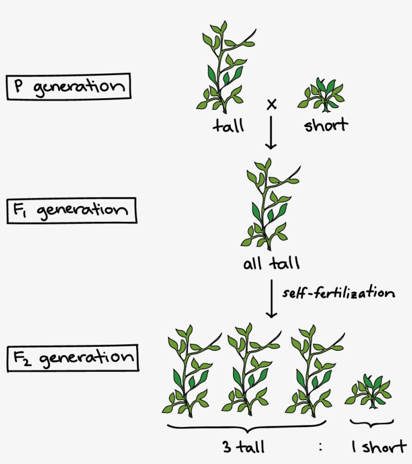 Peas Drawing Pea Plant Png Freeuse Download - Hybridization Plant, transparent png download