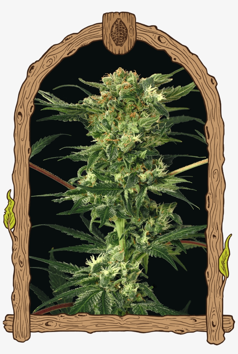 Devil Kush, transparent png download