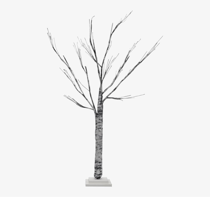 Birch, transparent png download