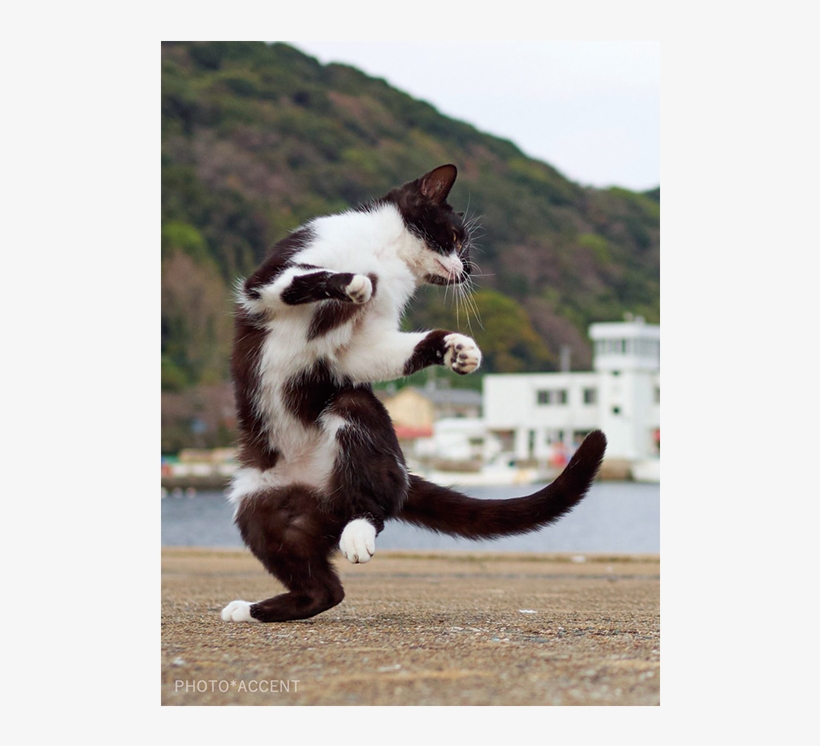 アクセント（写真家） - Ninja Cat, transparent png download