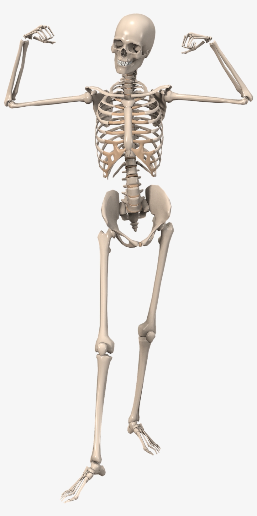 Media - Esqueleto De Un Humano, transparent png download