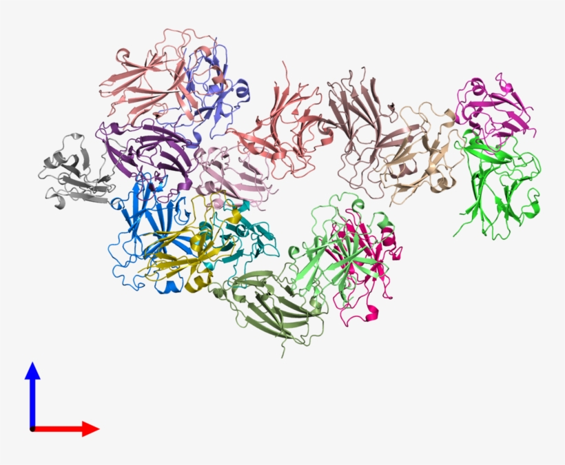 Pdb 3hei Coloured By Chain And Viewed From The Front - Illustration, transparent png download