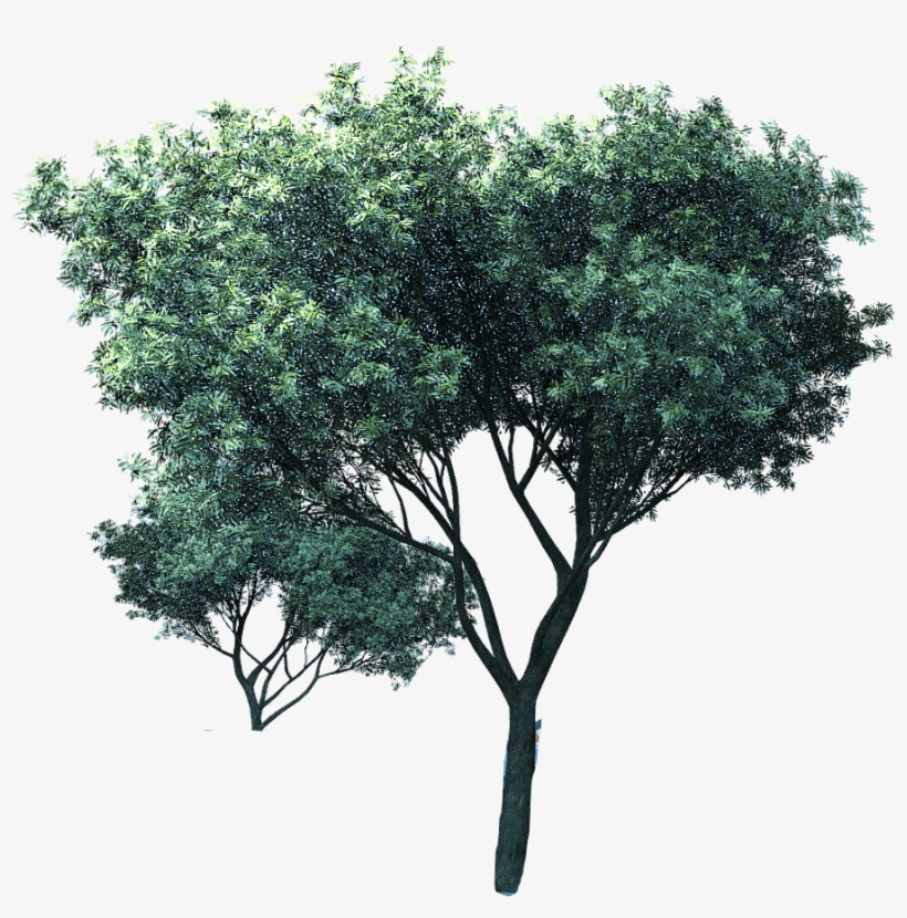 Mexican Pinyon, transparent png download