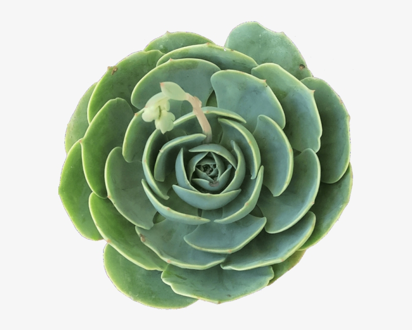 Blue Rose Echeveria - Succulent Plant, transparent png download