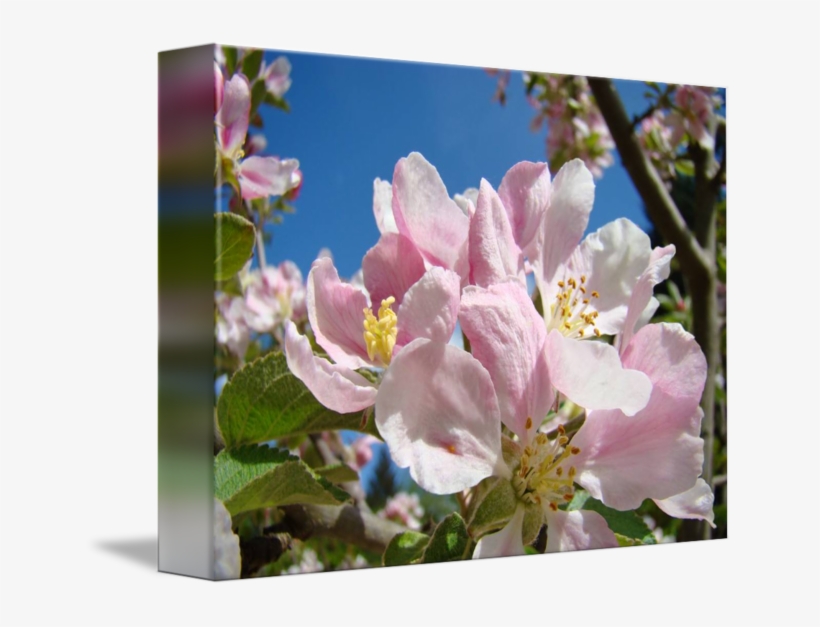 Pink Blossoms Art Prints - Cherry Blossom, transparent png download