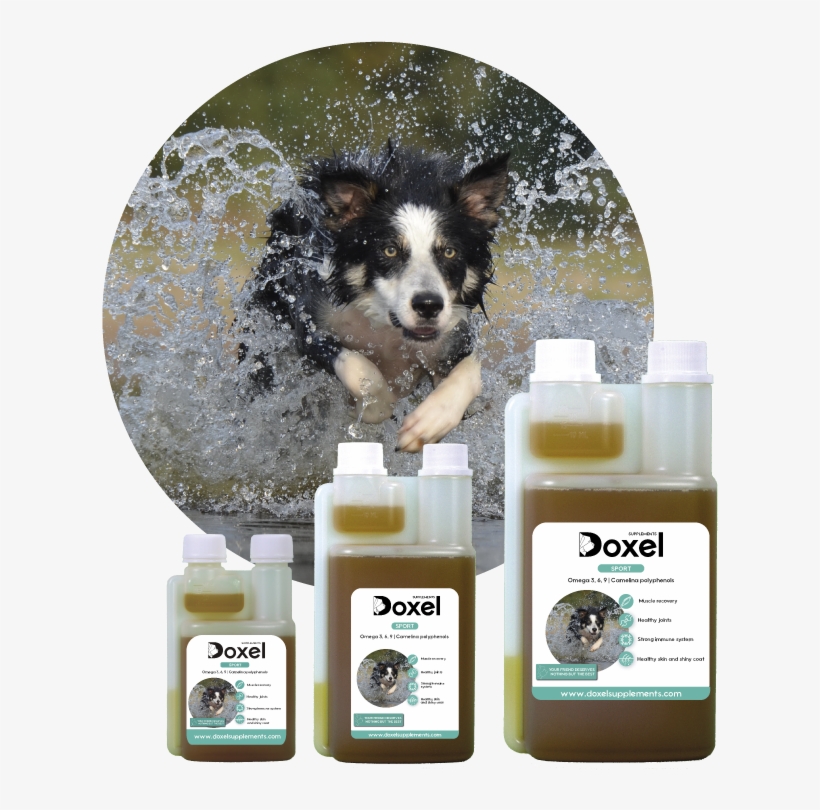 Doxel Sport - Cachorros Atletas, transparent png download