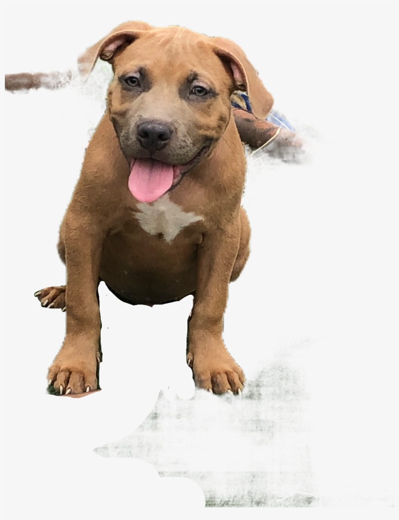 Report Abuse - Companion Dog, transparent png download