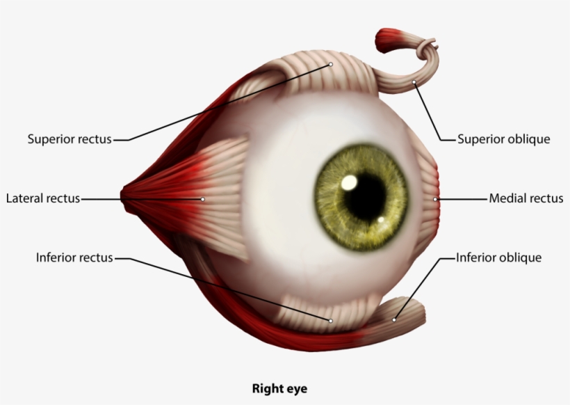 Eye Muscles Png PNG Image Transparent PNG Free Download on SeekPNG