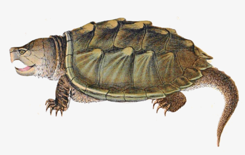 Free Png Download Snapping Turtle Illustration Png - Alligator Snapping Turtle Clipart, transparent png download