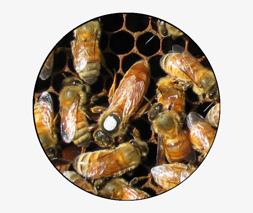 Some Missing Indicators Of A Healthy Queen Can Be Contributed - Signs Of A Queen Bee, transparent png download