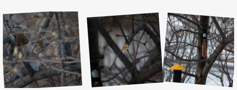 Tips For Hardy Gardeners - Birch, transparent png download
