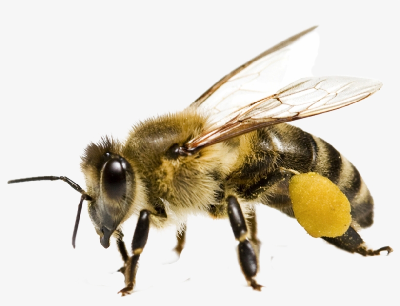 Bee Transparent Images - Bee Png, transparent png download