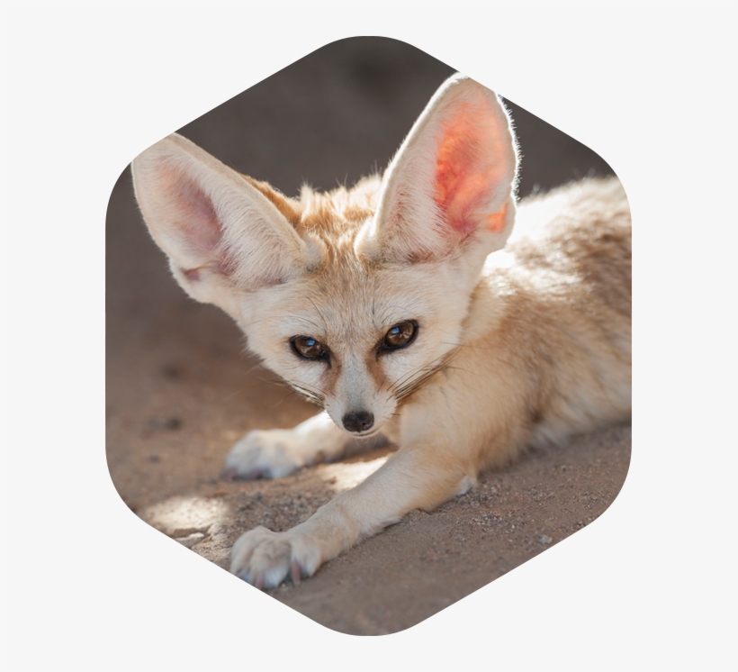 Slide 1 Slide 2 Slide 3 - Animales Tipicos De Egipto, transparent png download