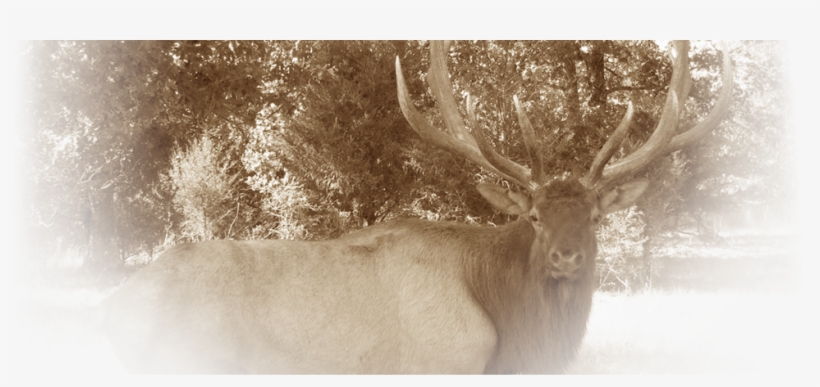 Stone Creek Mo, Provides Exotic Hunts And Standard - Elk, transparent png download
