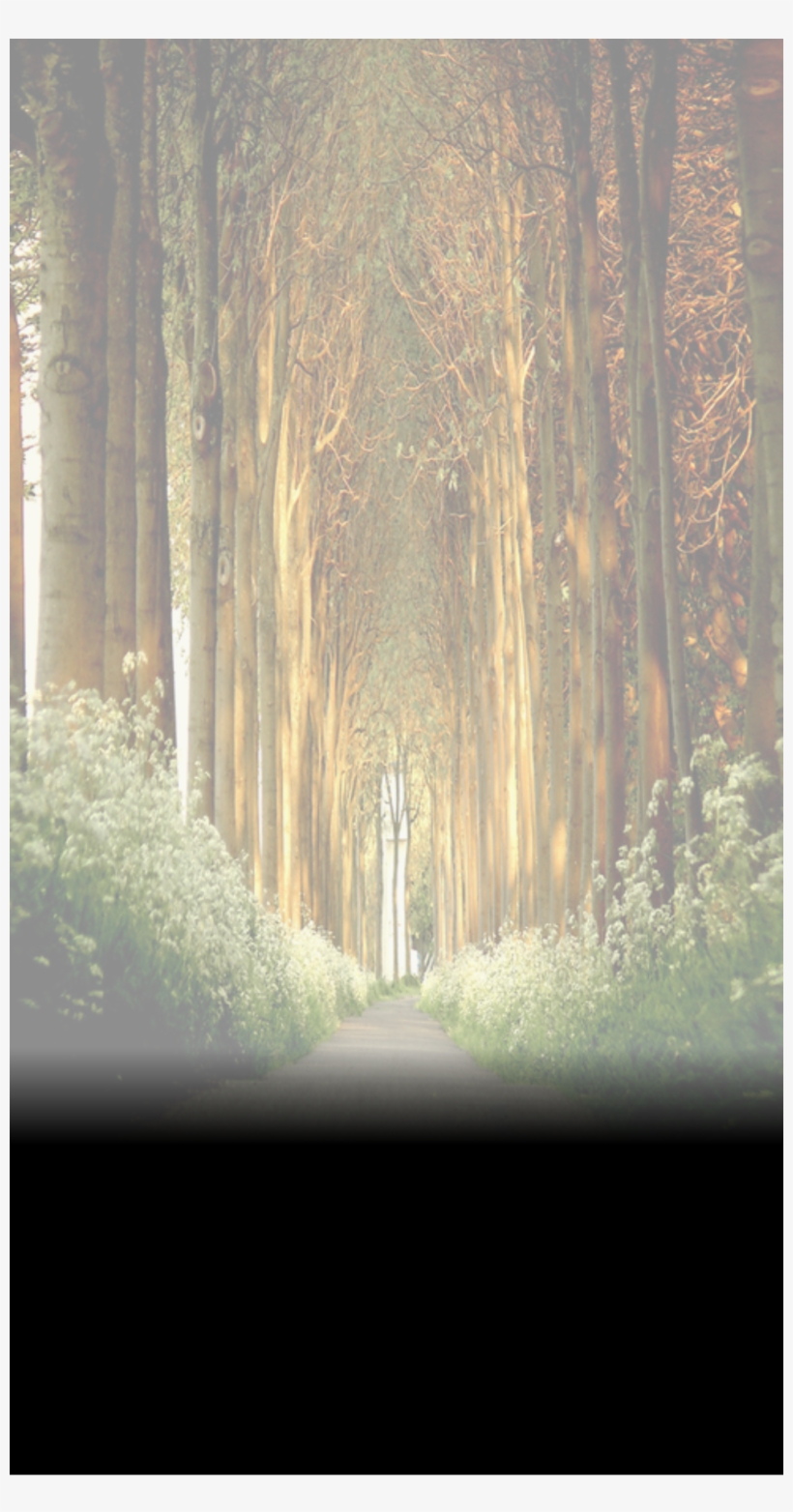 Tree, transparent png download