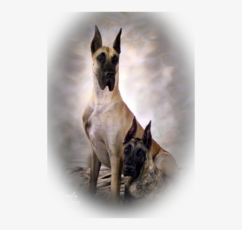 Roll 13 - - Great Dane, transparent png download