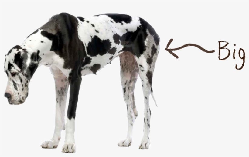 Dog Big - Big And Small Dog, transparent png download