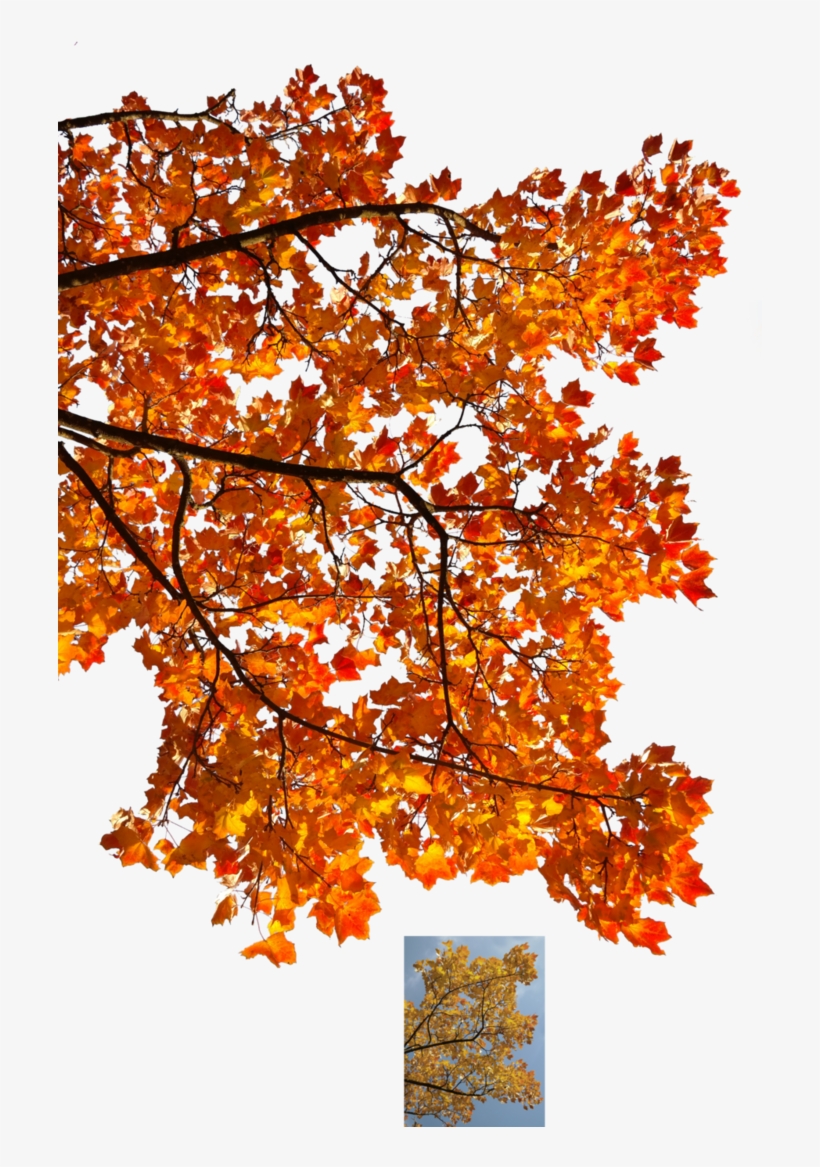 Autumn Leaves 3 Stock By Astoko Autumn Tree Branch Png Png Image Transparent Png Free Download On Seekpng
