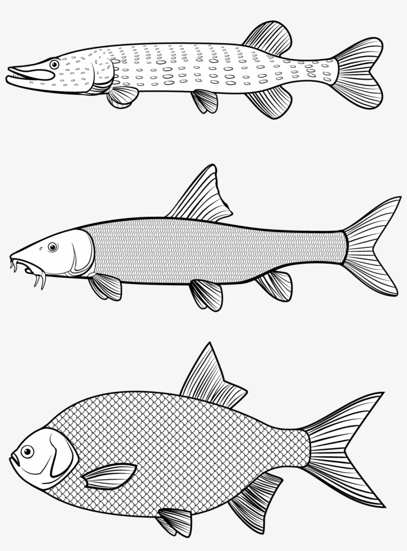 Vector Graphics, Line Art - Trout, transparent png download