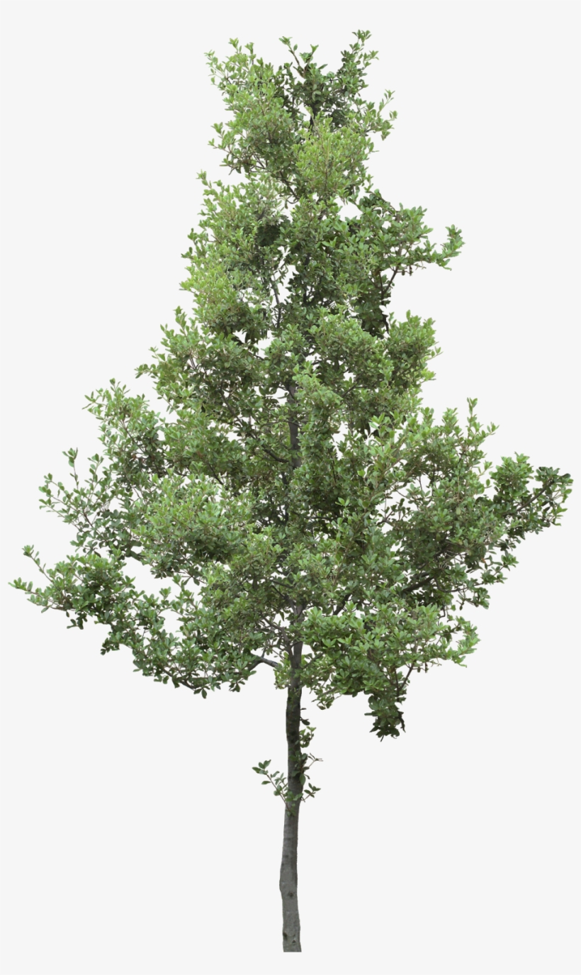 #tree #branches #leaves #palm Tree #autumn Tree #tree - Acer Platanoides Png, transparent png download