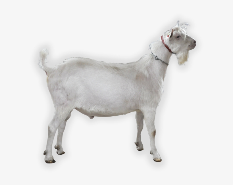 Buck Information - Llama With Transparent Background, transparent png download