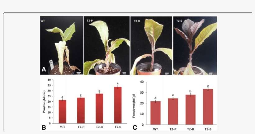 Comparisons Of Post Salt Stress Phenotypes, As Well - Cattleya Elongata, transparent png download