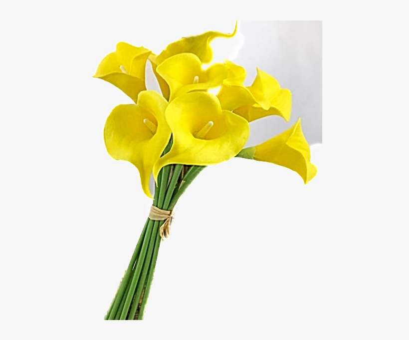 A Bunch Of Yellow Real Touch Calla Lilies - Giant White Arum Lily, transparent png download