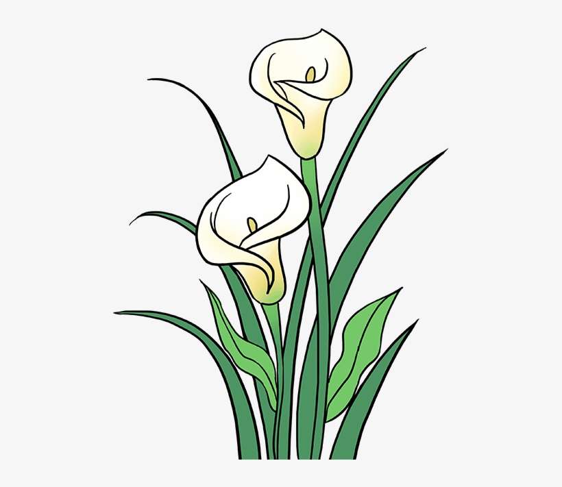 680 X 678 2 - Calla Lily Drawings, transparent png download