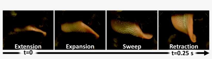 During Grooming, The Domestic Cat's Tongue Traveled - Squid, transparent png download