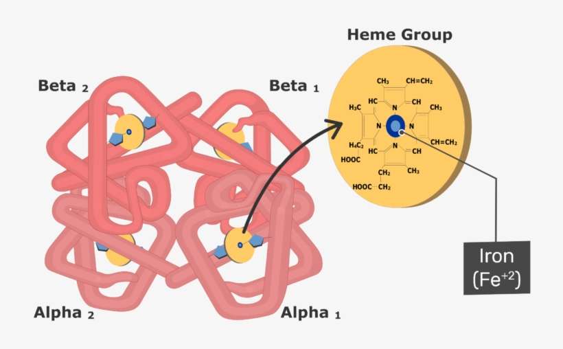 Expanded View Of The Hemoglobin Molecule - Porphyrin In Hemoglobin, transparent png download