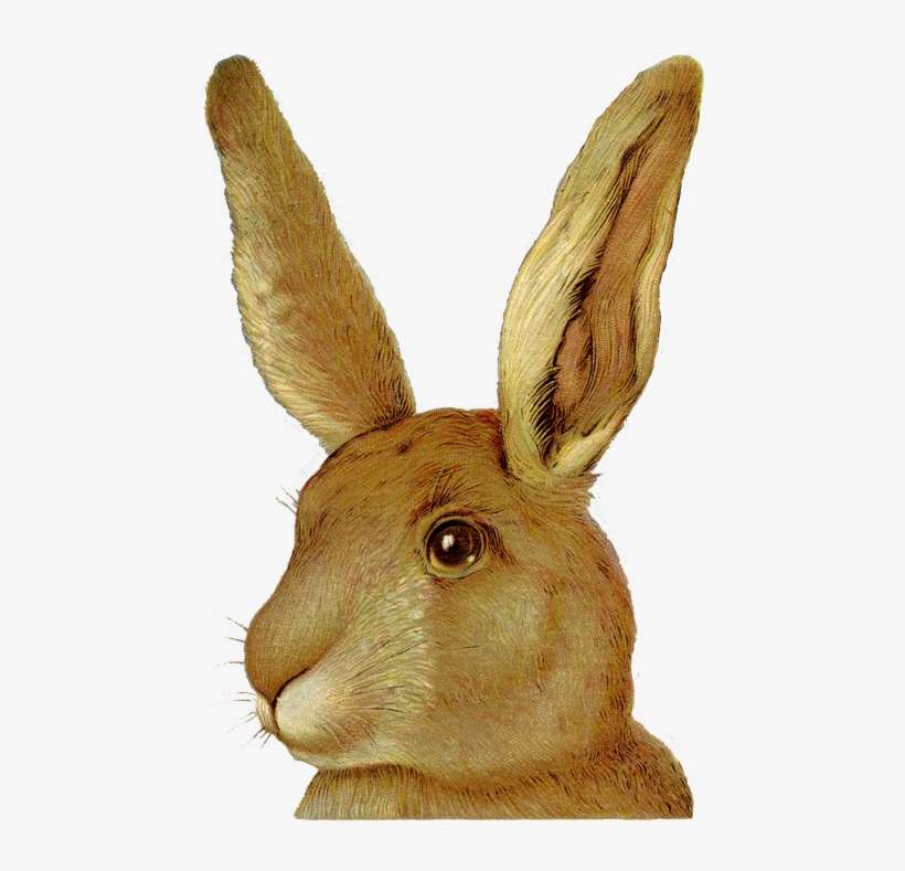 Graphics Fairy - Mistletoe Rabbit, transparent png download