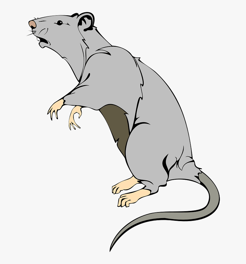 Com/en/rat Animal Mammal - Pet Rat Clipart Transparent, transparent png download