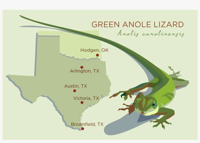 The Ancestors Of The Green Anole Lizard Originated - Green Anole Austin, transparent png download