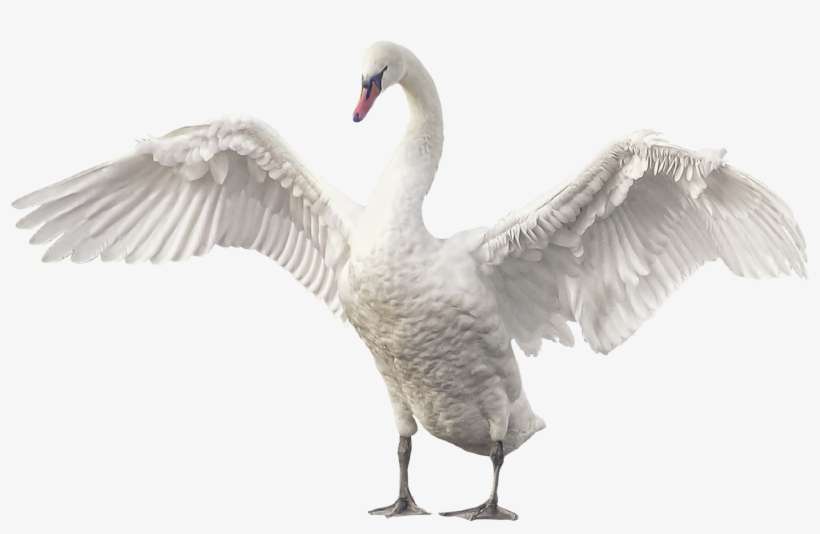 Cygnini Goose Clip Art Transprent Png Free - Ganso Alas, transparent png download