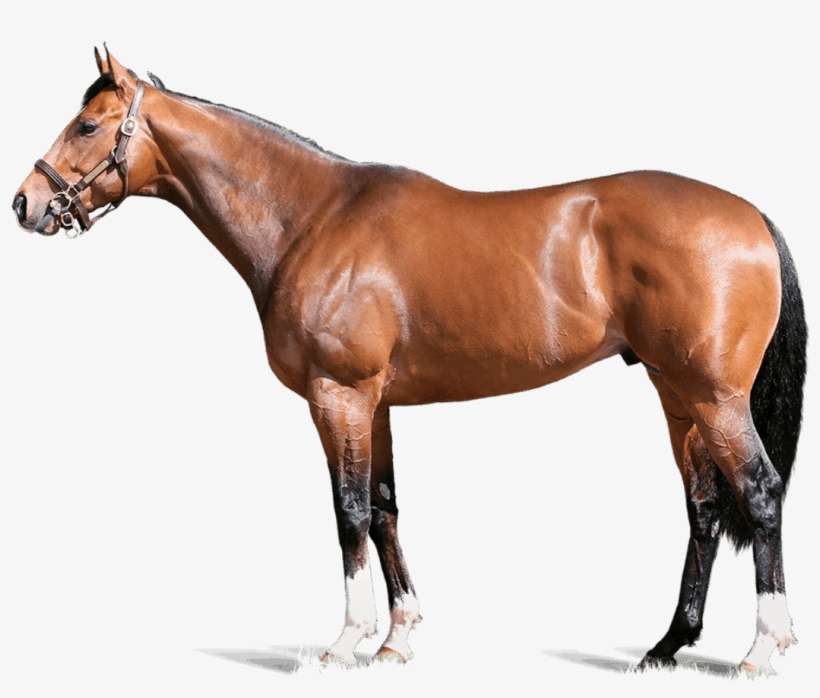 Havana Gold Foreground - Derby Horse, transparent png download