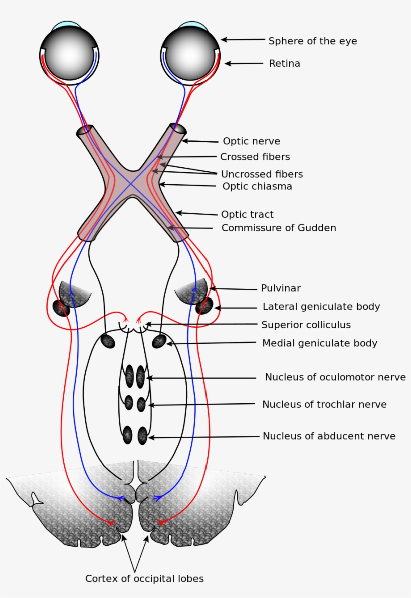 Visual System - Optic Nerve Temporal Or Nasal, transparent png download