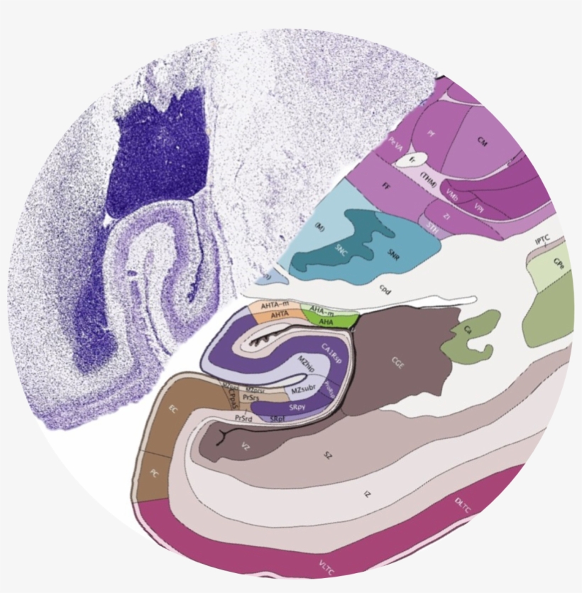 Developing Human Brain - Illustration, transparent png download